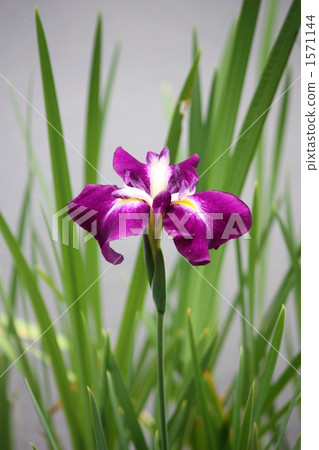 rabbiter iris, iris, ayame 1571144