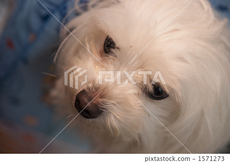 Small dogs and white maltese that are easy to keep at home 1571273