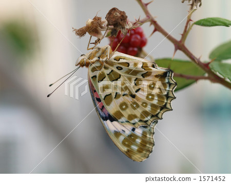 Tsunami clover (♀) 1571452