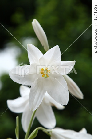 Madonna Lily 1571658