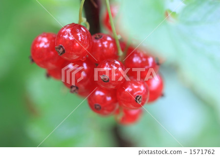 紅色頭骨 1571762