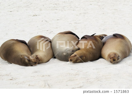 A nap of a sea lion A nap of a sea lion 1571863
