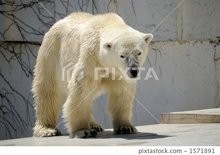 Maruyama. zoo 1571891