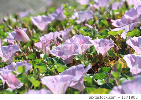 Hamahigao Hamahigao 1571903