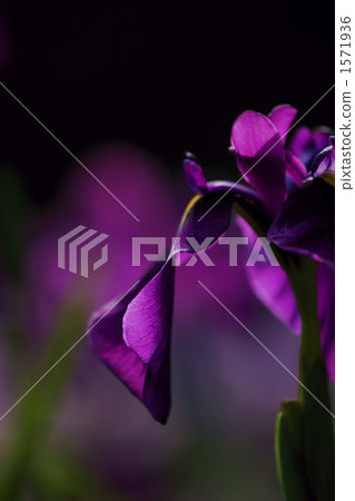 菖蒲 鳶尾 西伯利亞鳶尾 1571936