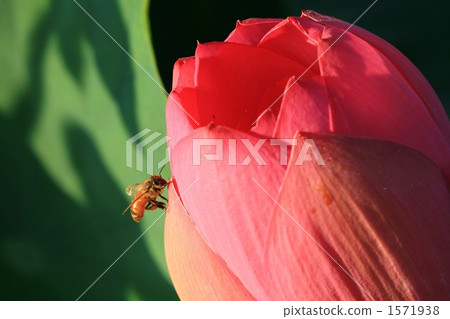 ancient lotus, oga lotus, lotus 1571938