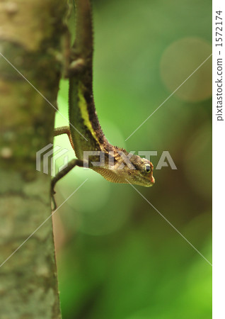 Saxilla kinohoritokage 02 1572174