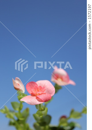 Begonia's flower and blue sky 1572197