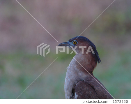 Zugromygorgei 1572530