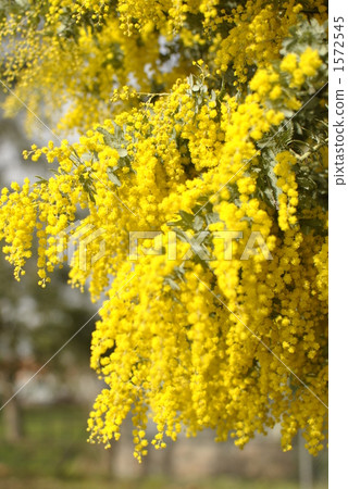 bright, cheerful, sunshiny 1572545