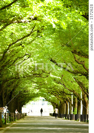 神宮外苑的銀杏線樹 神宮外苑的銀杏線樹 1572628