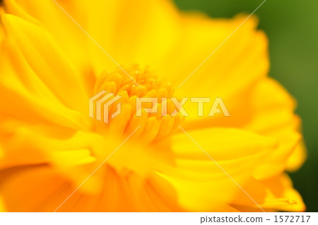 yellow cosmos, bloom, blossom 1572717
