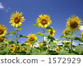 Sunflower field 1572929
