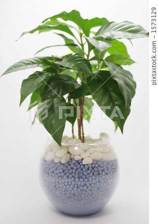 coffee tree, coffee seedling, foliage plant 1573129
