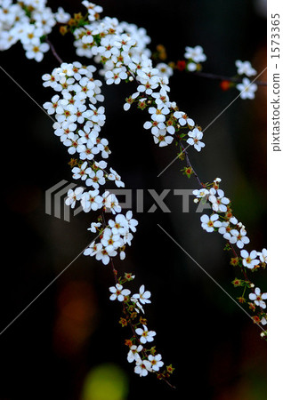 繡線 1573365
