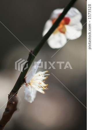 特效圖片 前面模糊 前景模糊 1573528