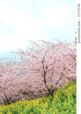 kawaji sakura, rape, rape blossoms 1573546