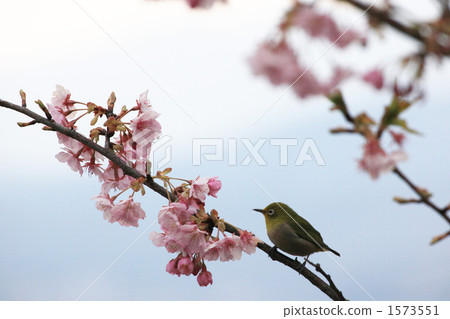 kawaji sakura, white-eye, white eye 1573551