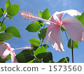 開花在藍天的木槿 1573560