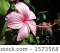 明亮的芙蓉與粉紅色 1573568