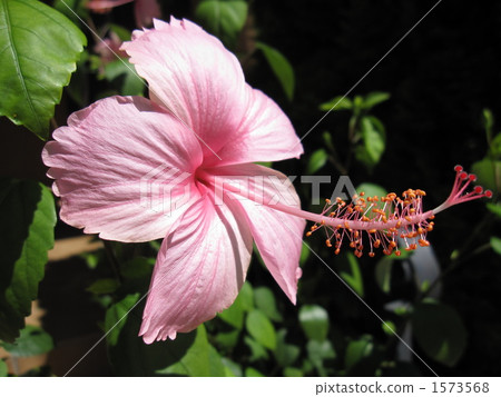 Bright hibiscus with pink Bright hibiscus with pink 1573568