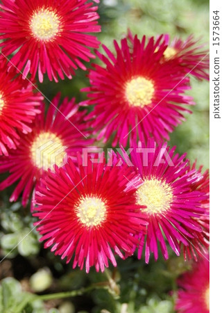 Meadowsweet Meadowsweet 1573664