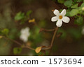 bacopa, bloom, blossom 1573694