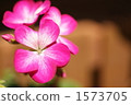 geranium, geraniums, bloom 1573705