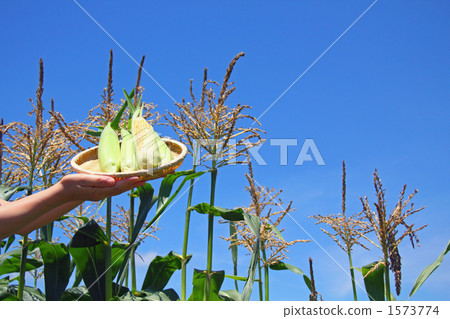 Summer vegetable harvest corn field 1 1573774