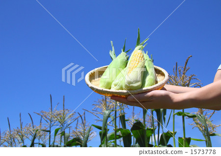 夏天菜收穫麥地2 夏天菜收穫麥地2 1573778