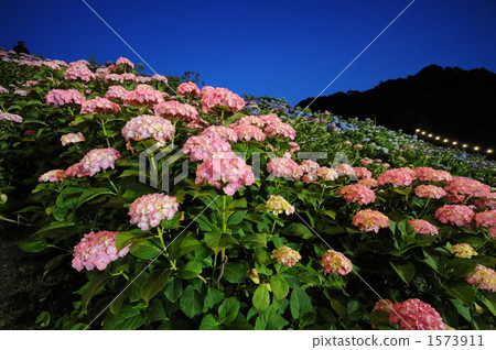 片原溫泉繡球村 1573911