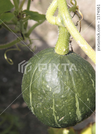 Chestnut squash 1574061