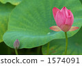 在夏天開花 1574091