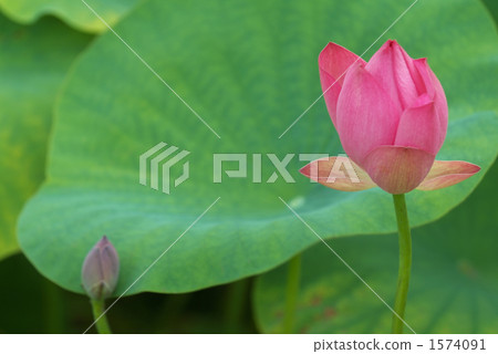 在夏天開花 在夏天開花 1574091