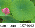 在夏天開花 1574092
