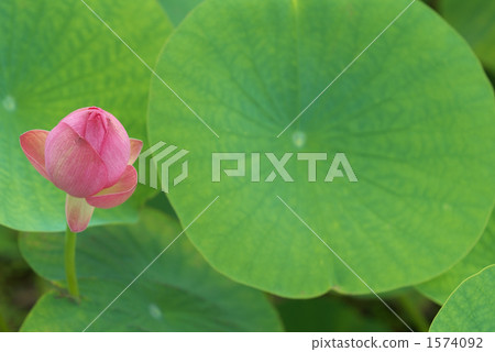 在夏天開花 在夏天開花 1574092