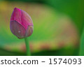 在夏天開花 1574093