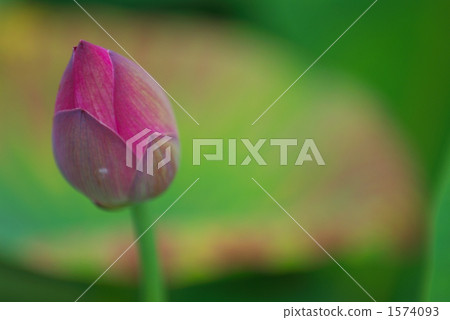 在夏天開花 在夏天開花 1574093