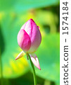 在夏天開花 1574184