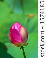在夏天開花 1574185