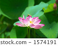 在夏天開花 1574191