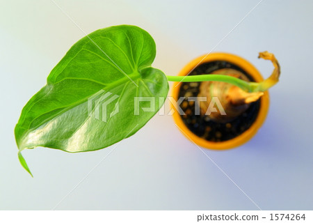 Kwazu imo Kwazu imo 1574264