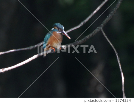 在一個薄枝翠鳥 在一個薄枝翠鳥 1574324