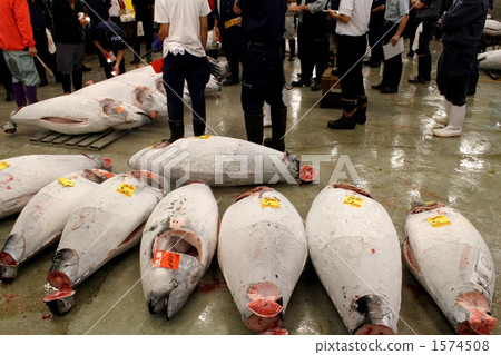 築地戰役場地和金槍魚 1574508