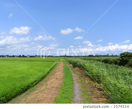 Paddy landscape 1574514