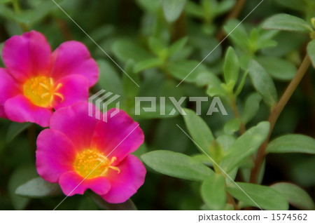 Portulaca 1574562