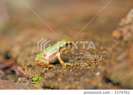 Japanese cockroach frog 1574762