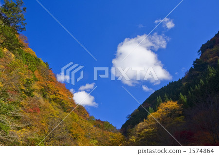 秋葉和天空 秋葉和天空 1574864