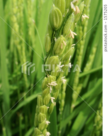 米花盛開 米花盛開 1575205