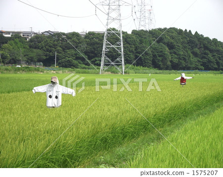 Ears will rise in the rice It is time for Scarecrow to finally come 1575207